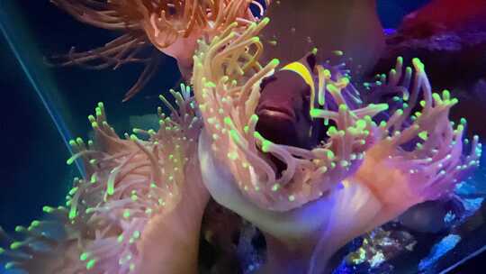 小丑鱼在海葵来回游动视频素材模板下载