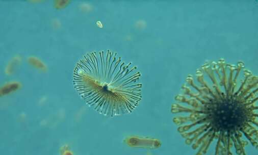 水中的微生物显微镜显微镜下微观