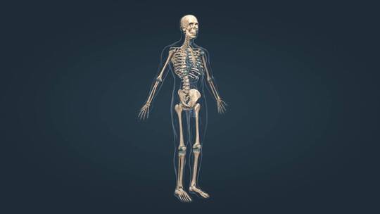 人体骨架骨骼骨连接组成2