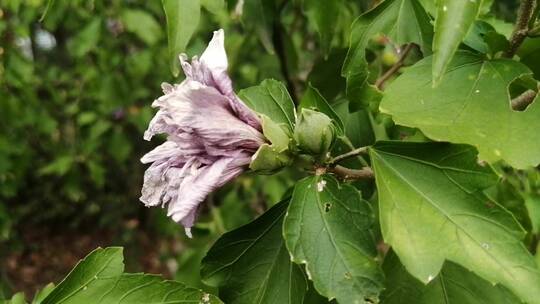 木槿花花朵视频素材模板下载