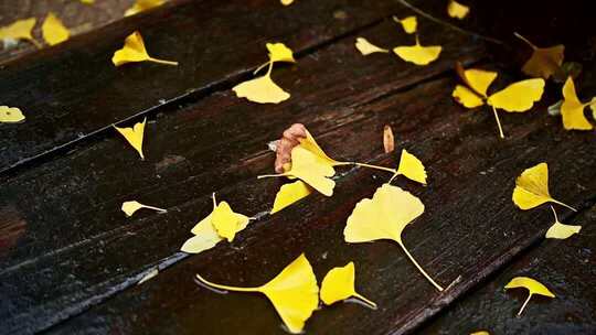 木板上散落的银杏叶