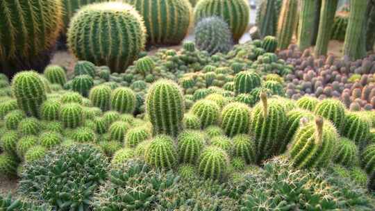 实拍阳光下唯美的植物仙人掌风景