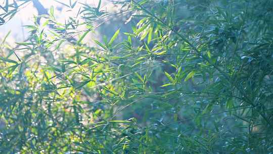 阳光下的绿色竹子随风摇摆视频素材模板下载