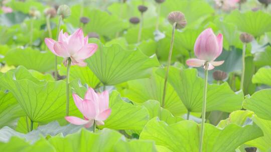 北京北海公园荷花