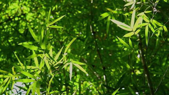 风吹竹叶光影景观视频素材模板下载