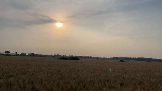 夕阳下农田里的小麦