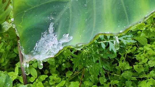 绿色植物水珠滑落叶子露珠水滴汇聚滴露