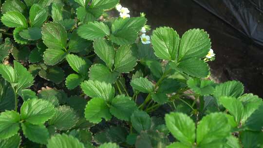 凤梨草莓 草莓 草莓叶 草莓幼苗 植物 水果
