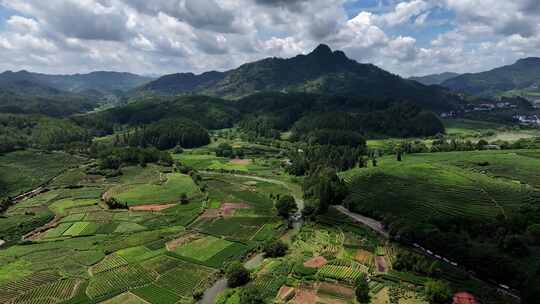 茶茶园茶山风光 绿水青山 新农村