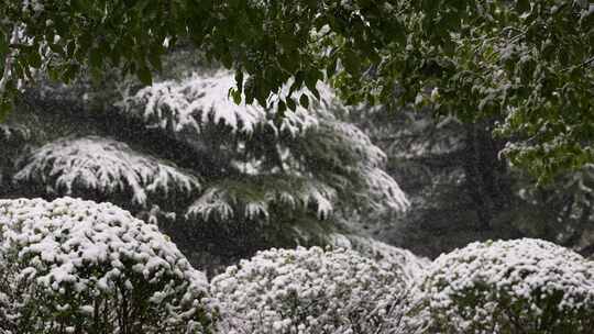 寒冷冬季公园绿化树木大雪空境升格