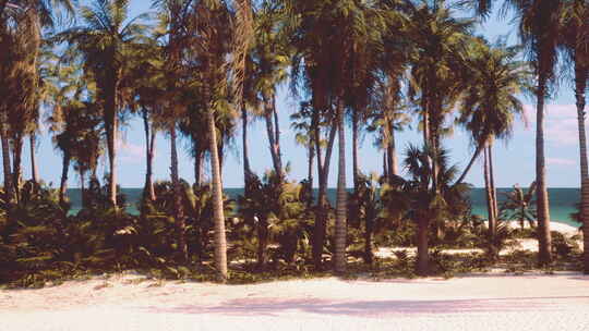 棕榈树和清澈海水的热带海滩