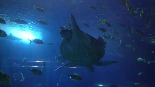 海底神秘深海世界海洋生物