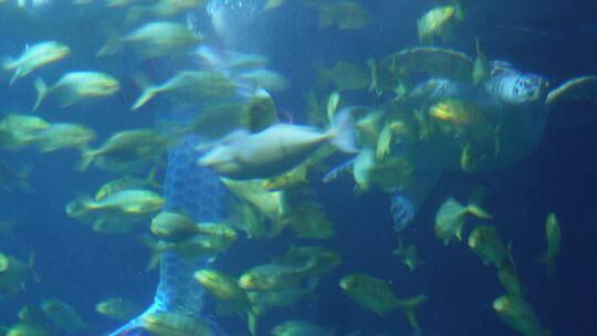 美人鱼表演潜水员海底世界