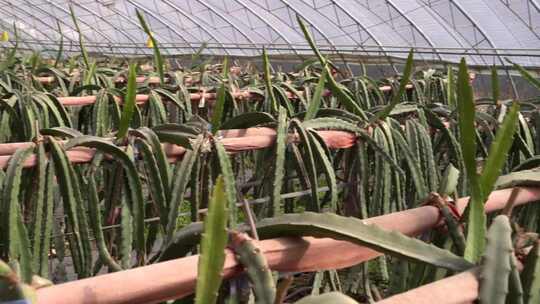 火龙果 火龙果种植 水果 仙人掌科植物