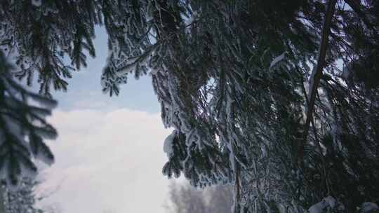 松树，冬天，低角度，雪