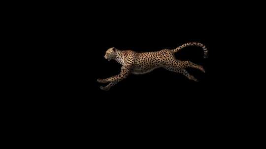 奔跑的豹子猎豹alpha视频素材模板下载