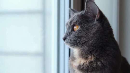 猫咪看向窗外视频素材模板下载
