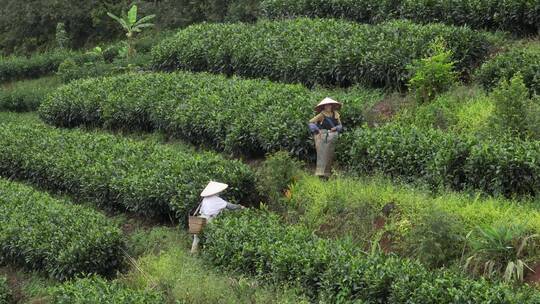 航拍茶园采茶视频