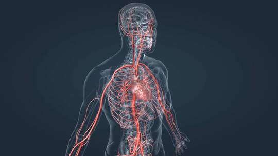 血液体循环肺循环医学血管动静脉三维动画视频素材模板下载