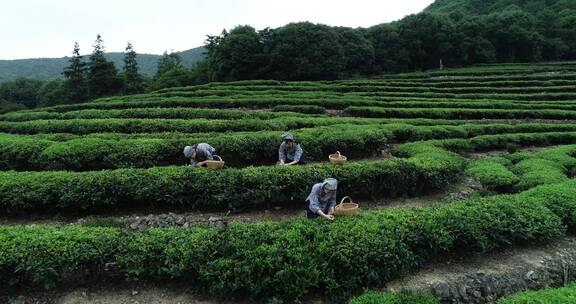 茶园 茶叶 茶 茶山 茶文化