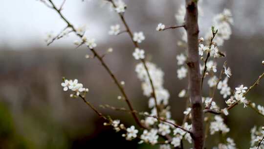 春天里的小白花