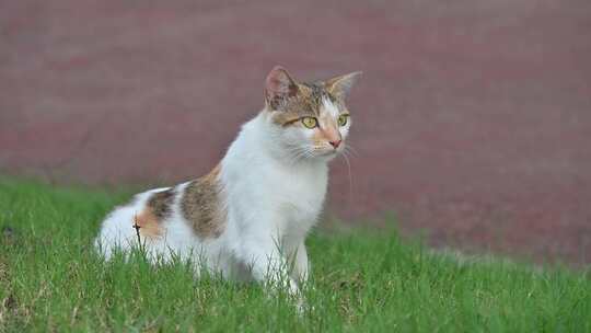 从草地上起身离开的猫咪