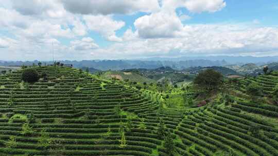 航拍绿色生态有机高山茶园