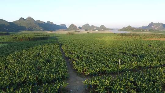 航拍唯美生态香蕉基地香蕉林乡村振兴科技