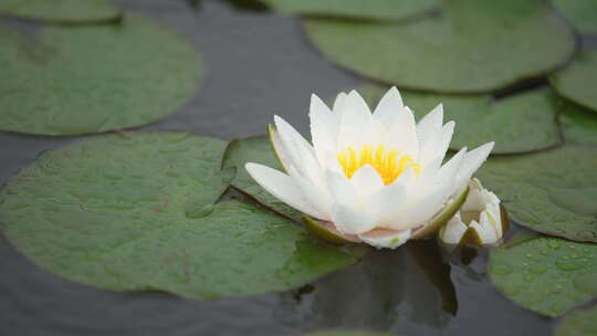 雨中水莲 莲花 睡莲 水莲