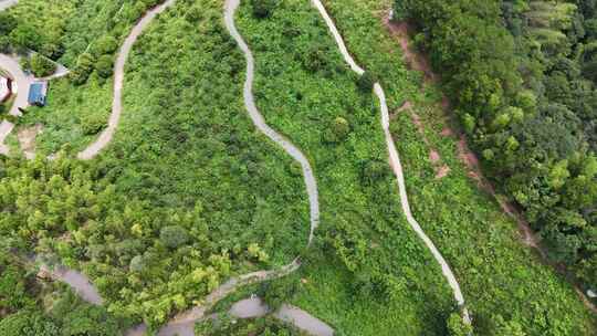 航拍南方山茶籽种植基地