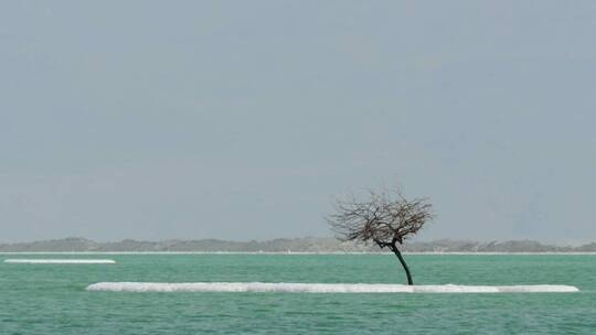 死海里的一棵树