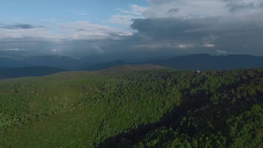 原始森林视频山区一望无际松树林山顶观察哨