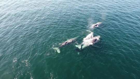 墨西哥南下加利福尼亚蓝色水域中的灰鲸，鸟视频素材模板下载
