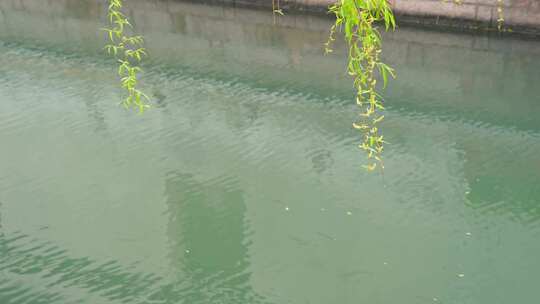 春天，苏州园林耦园门前河边的垂柳