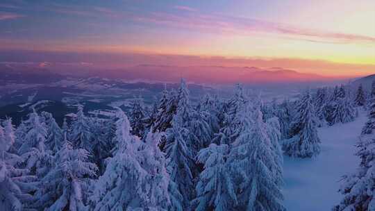 航拍冬季雪松山林