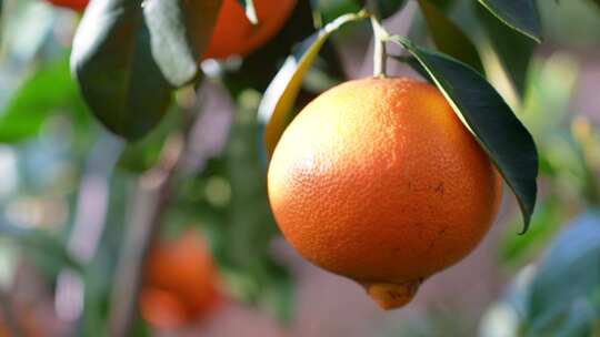丑橘橙子水果脐园丰收季采摘视频素材粑粑柑视频素材模板下载