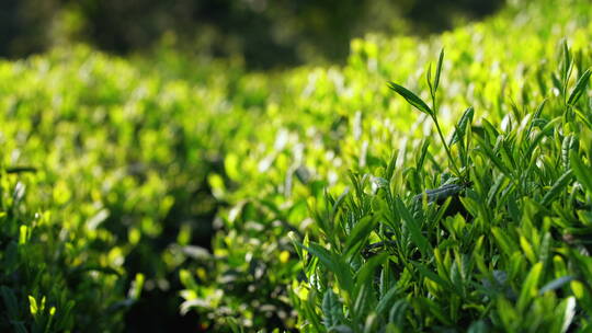 春天阳光里的茶田