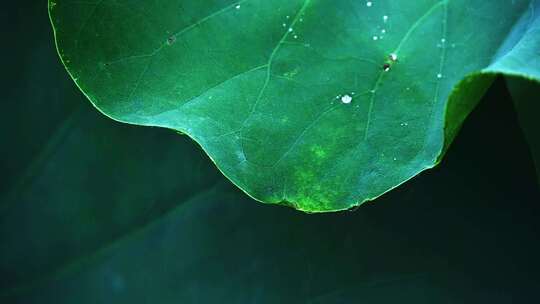 夏季下雨天荷花荷叶雨滴水滴水珠