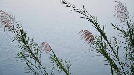 黄昏时分，江畔随风摇曳的摇曳芦苇空镜头视频素材模板下载