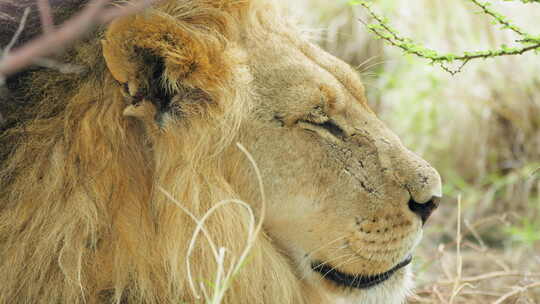 博茨瓦纳卡拉哈里中部野生动物保护区白天在草原上放松的狮子的侧视图。关闭