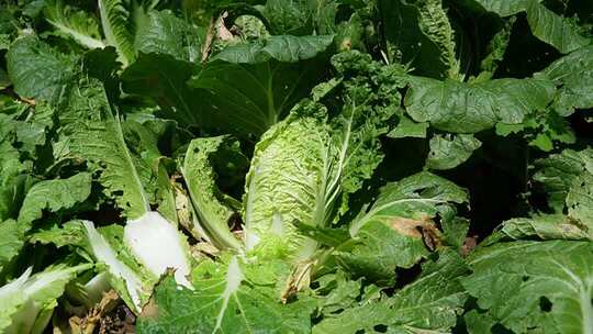 田间生长的新鲜白菜