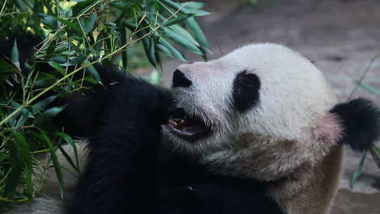 大熊猫吃竹子可爱的