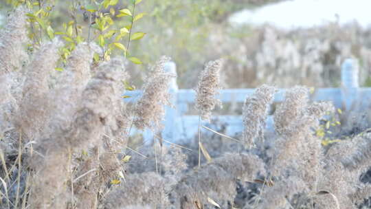 芦苇 禾本科 花 干芦苇 被子植物