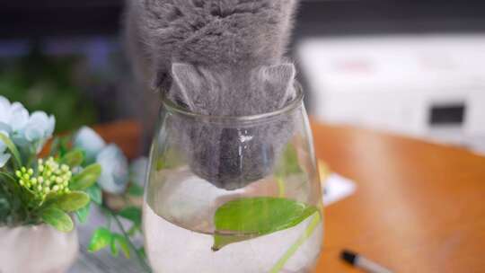 蓝猫幼猫偷喝鱼缸水可爱宠物萌宠视频素材模板下载