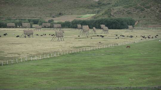 香格里拉拉萨川西草原牧场农场放牧