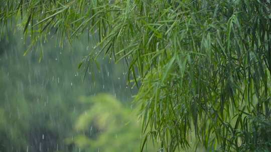 叶子上的水滴 雨中植物 雨点落在绿色植物上