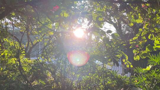 透过树叶看到细碎的阳光视频素材模板下载