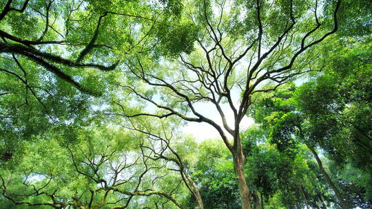 夏天阳光香樟树大树荫树林