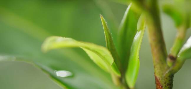 茶叶 茶树 特写 阳光 雨水22