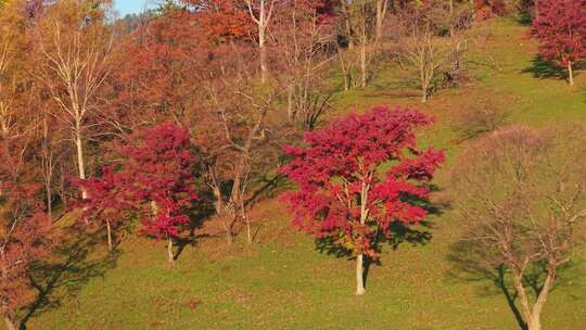 枫树航拍